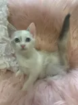 Angelina