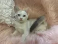 Angelina