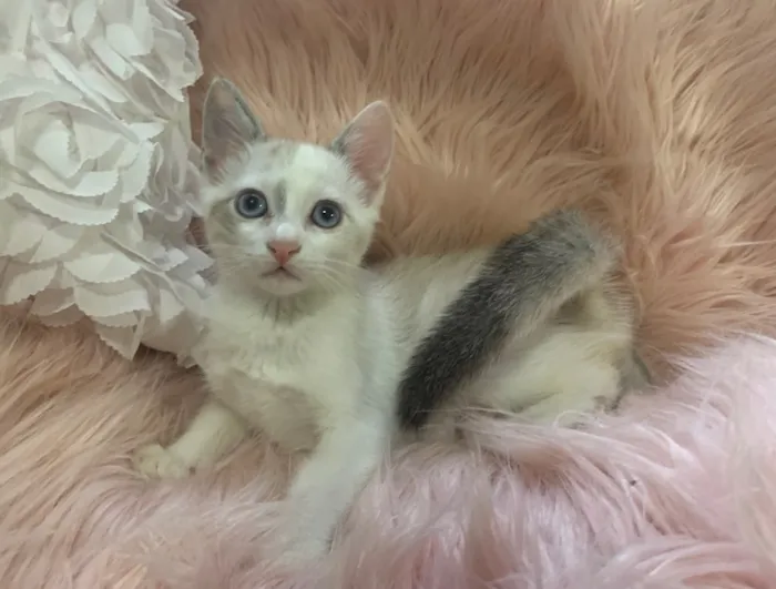 Gato ra a SRD idade 2 a 6 meses nome Angelina