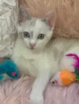 Angelina