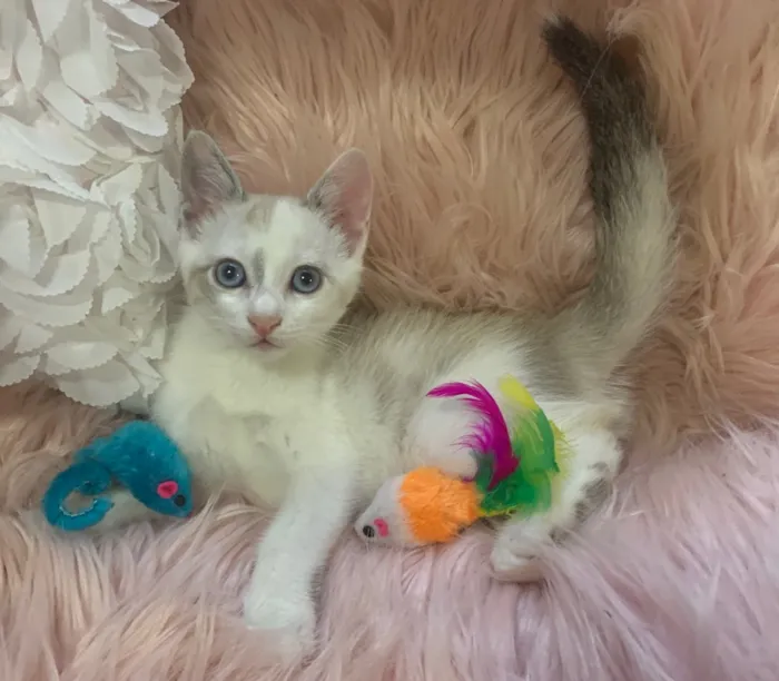 Gato ra a SRD idade 2 a 6 meses nome Angelina