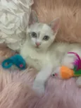 Angelina