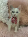 Angelina