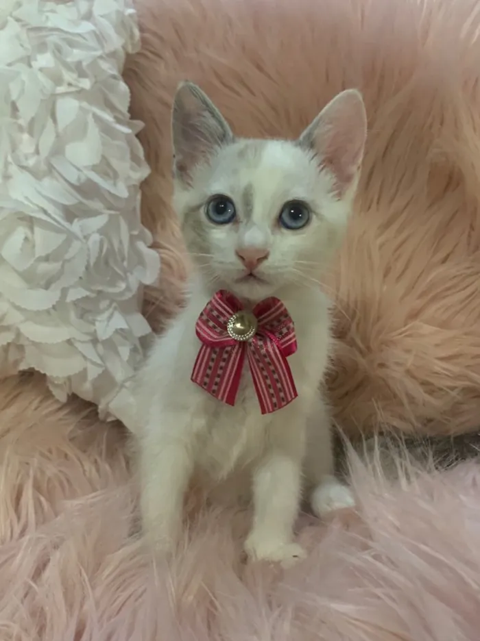 Gato ra a SRD idade 2 a 6 meses nome Angelina