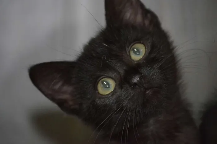Gato raça BOMBAIM idade 2 a 6 meses nome DENGOSO