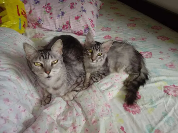 Gato raça SRD idade 2 a 6 meses nome TIGRINHO