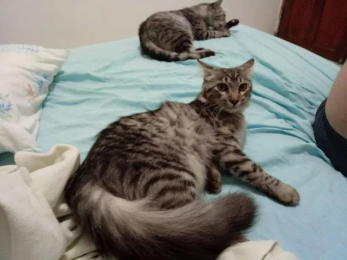 Gato raça SRD idade 2 a 6 meses nome TIGRINHO