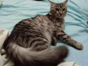 Gato raça SRD idade 2 a 6 meses nome TIGRINHO
