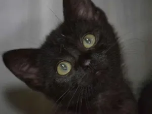 Gato raça BOMBAIM idade 2 a 6 meses nome DENGOSO