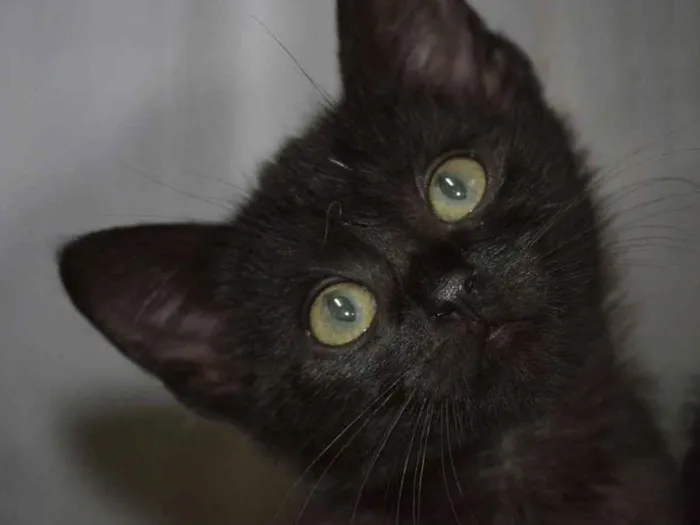 Gato raça BOMBAIM idade 2 a 6 meses nome DENGOSO