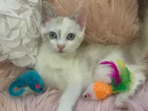 Gato raça SRD idade 2 a 6 meses nome Angelina
