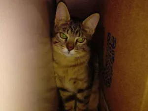 Gato raça SRD idade 2 a 6 meses nome TIGREZA