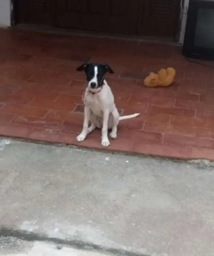 Cachorro ra a Pé  duro com dálmata  idade 7 a 11 meses nome Mel