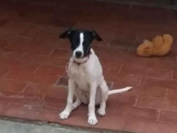 Cachorro ra a Pé  duro com dálmata  idade 7 a 11 meses nome Mel