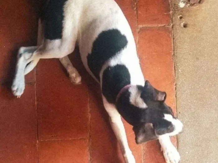 Cachorro ra a Pé  duro com dálmata  idade 7 a 11 meses nome Mel