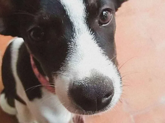 Cachorro ra a Pé  duro com dálmata  idade 7 a 11 meses nome Mel