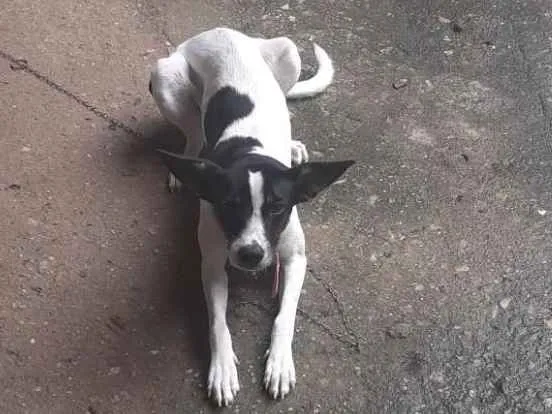 Cachorro ra a Pé  duro com dálmata  idade 7 a 11 meses nome Mel