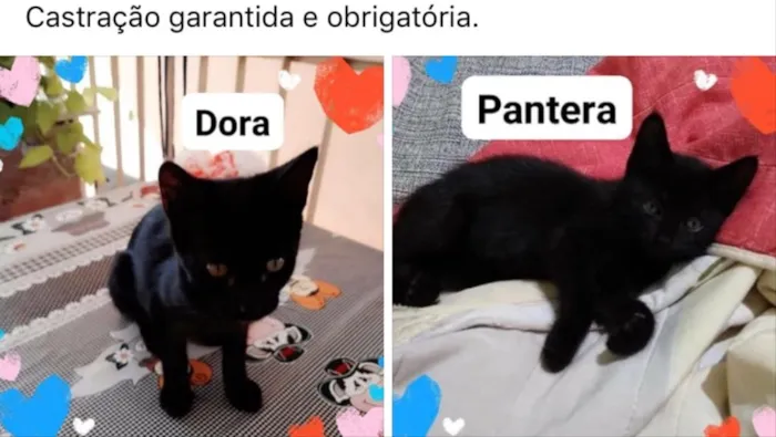 Gato ra a Não tem  idade Abaixo de 2 meses nome Pantera/ Dora 