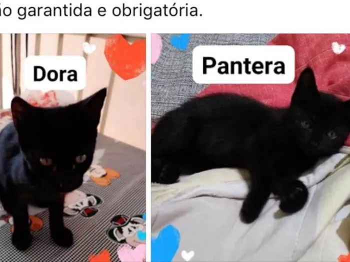 Gato ra a Não tem  idade Abaixo de 2 meses nome Pantera/ Dora 