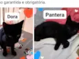 Pantera/ Dora