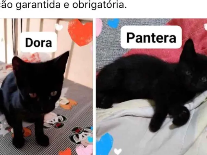 Gato ra a Não tem  idade Abaixo de 2 meses nome Pantera/ Dora 