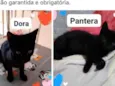 Pantera/ Dora