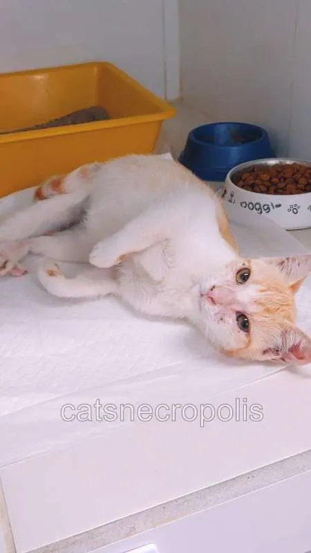 Gato ra a srd idade 2 a 6 meses nome loirinho