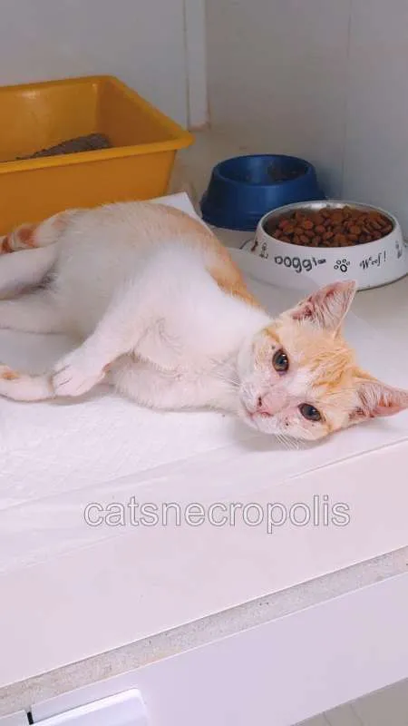 Gato ra a srd idade 2 a 6 meses nome loirinho