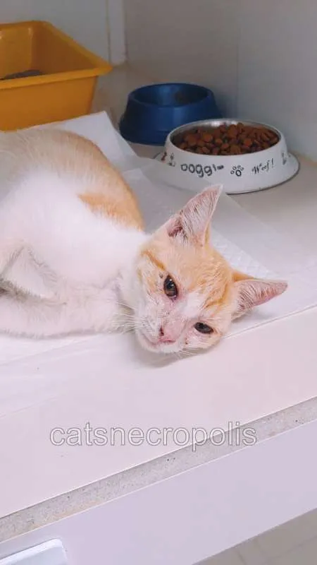 Gato ra a srd idade 2 a 6 meses nome loirinho