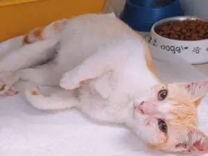 Gato raça srd idade 2 a 6 meses nome loirinho