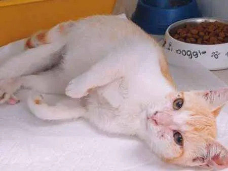 Gato ra a srd idade 2 a 6 meses nome loirinho