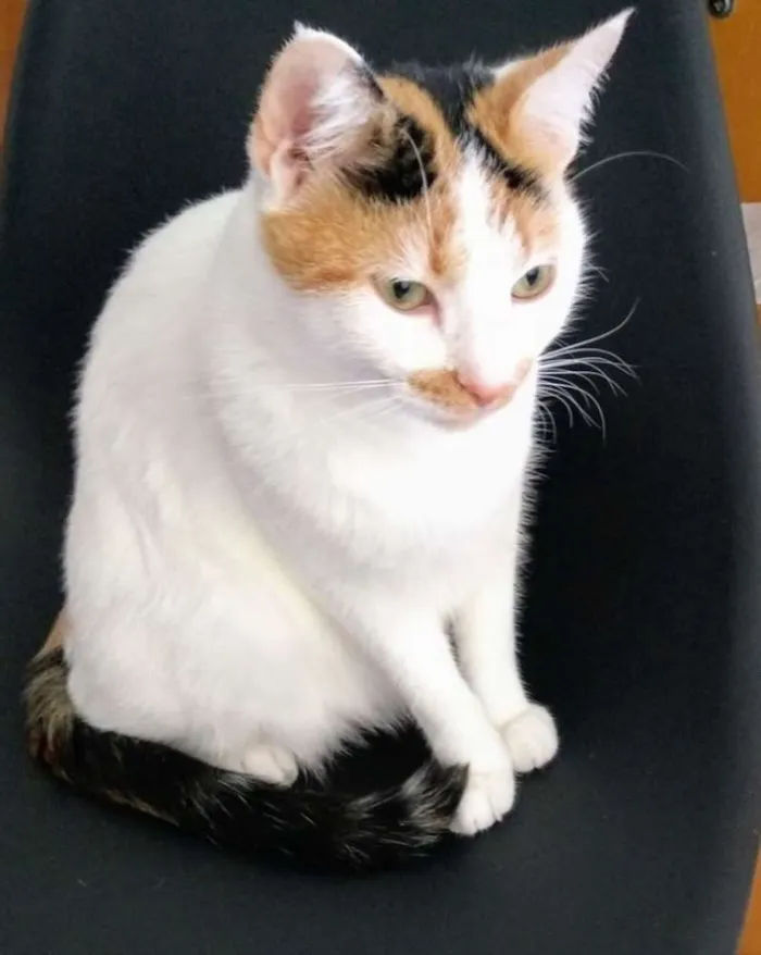 Gato ra a Não sei  idade 2 a 6 meses nome Ursula 