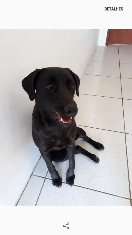 Cachorro ra a Vira Lata idade 2 anos nome Preta