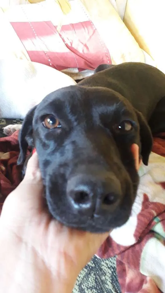 Cachorro ra a Vira Lata idade 2 anos nome Preta