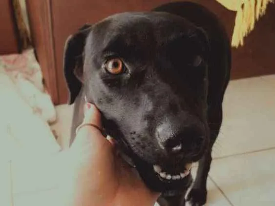 Cachorro ra a Vira Lata idade 2 anos nome Preta
