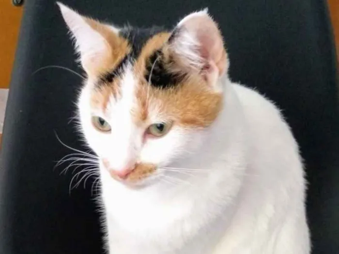 Gato ra a Não sei  idade 2 a 6 meses nome Ursula 