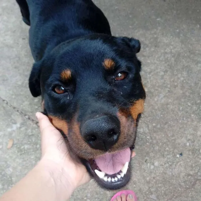 Cachorro raça Rottweiler idade 3 anos nome Ralph