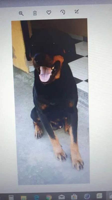 Cachorro raça Rottweiler idade 3 anos nome Ralph