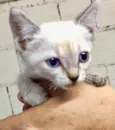Não tem 