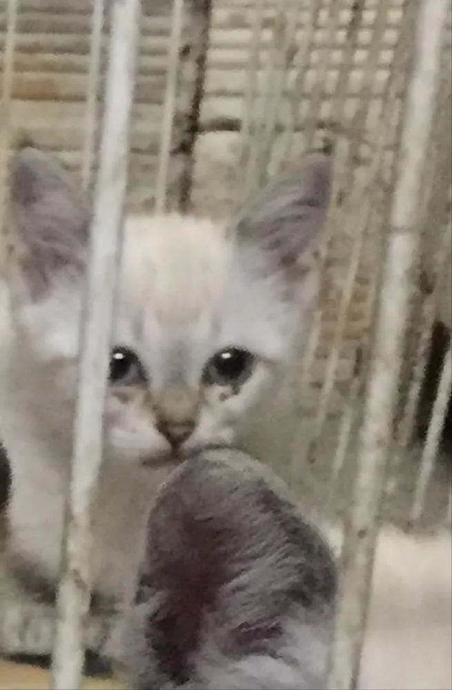 Gato ra a Não tem  idade Abaixo de 2 meses nome Não tem 