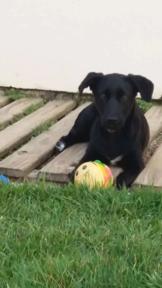Cachorro ra a Multiraças idade 2 a 6 meses nome Laila