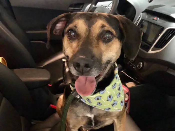 Cachorro raça SRD idade 3 anos nome Neno