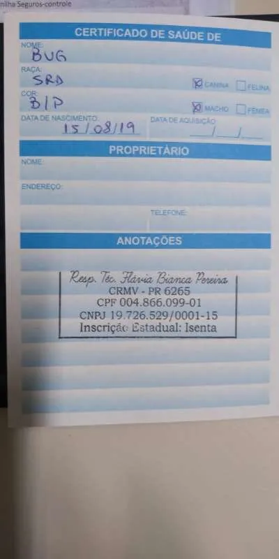 Cachorro ra a SRD idade 7 a 11 meses nome BUG