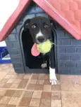 BUG