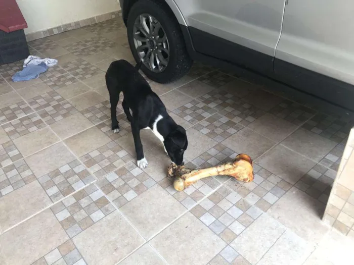 Cachorro ra a SRD idade 7 a 11 meses nome BUG