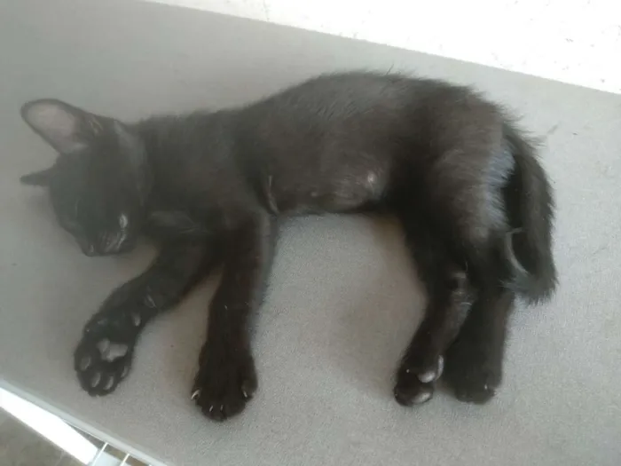 Gato ra a  idade 2 a 6 meses nome Luna