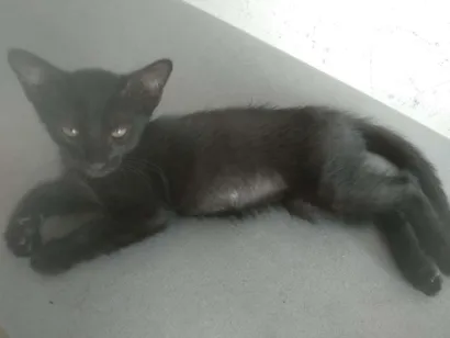 Gato raça  idade 2 a 6 meses nome Luna
