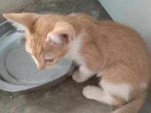Gato raça  idade 2 a 6 meses nome Simba