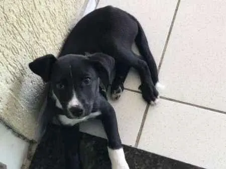 Cachorro ra a SRD idade 7 a 11 meses nome BUG