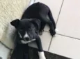 BUG